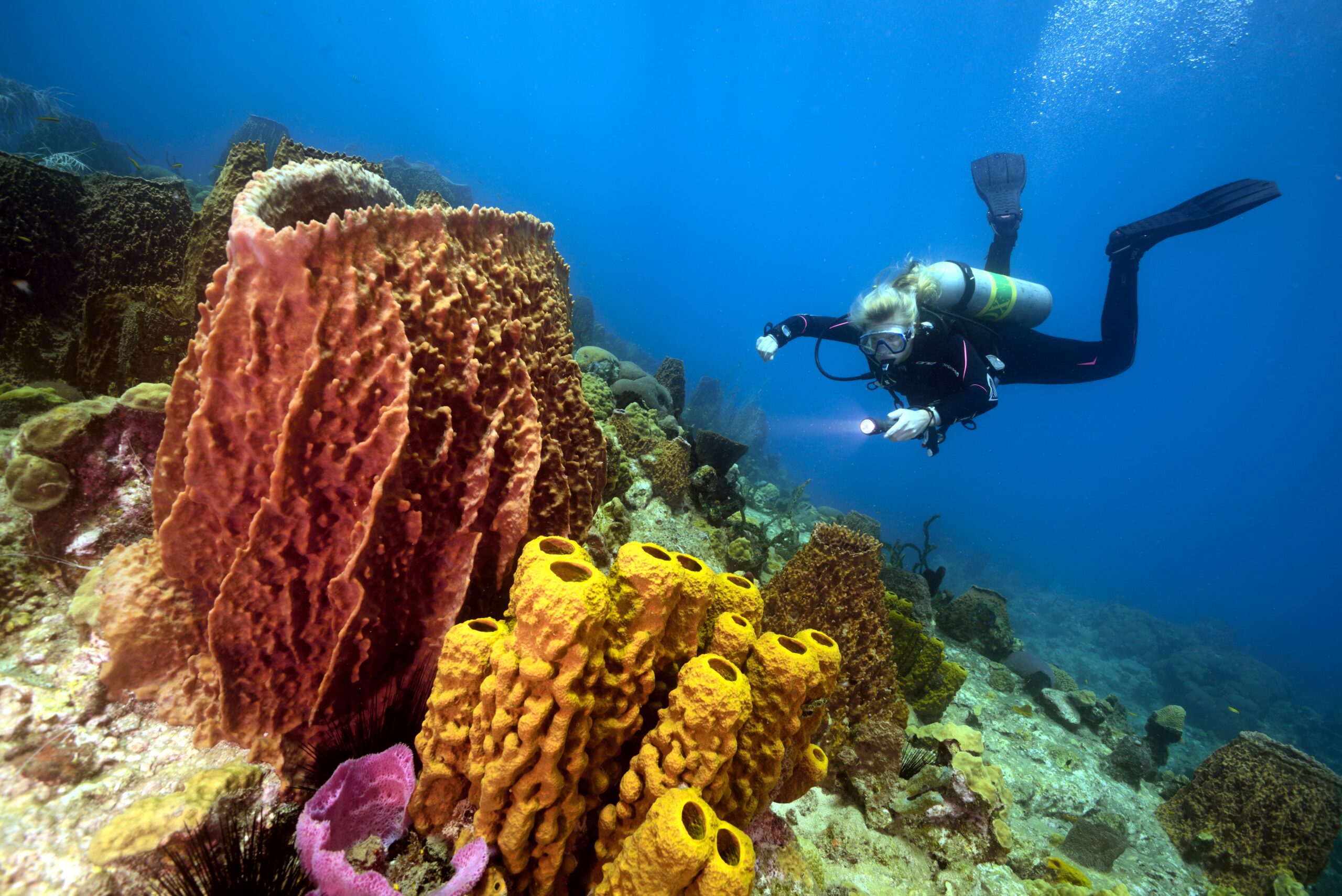 Diving at Champagne Reef in Dominica
